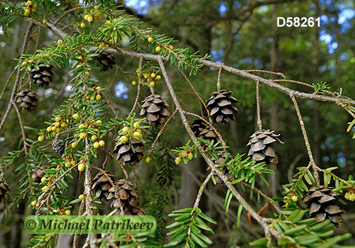 Eastern Hemlock (Tsuga canadensis)